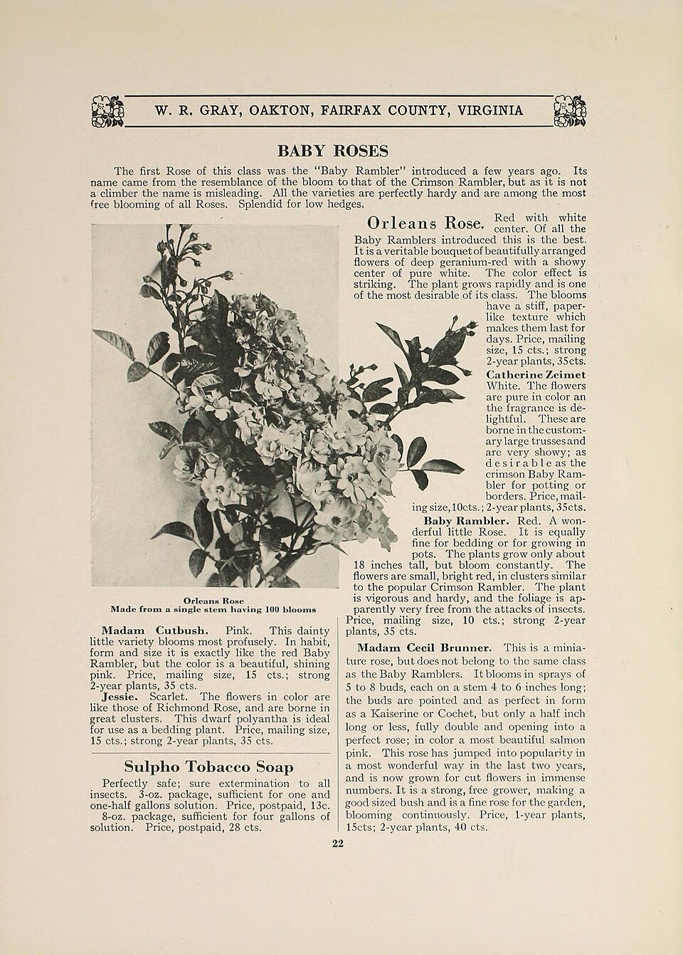Orléans Rose