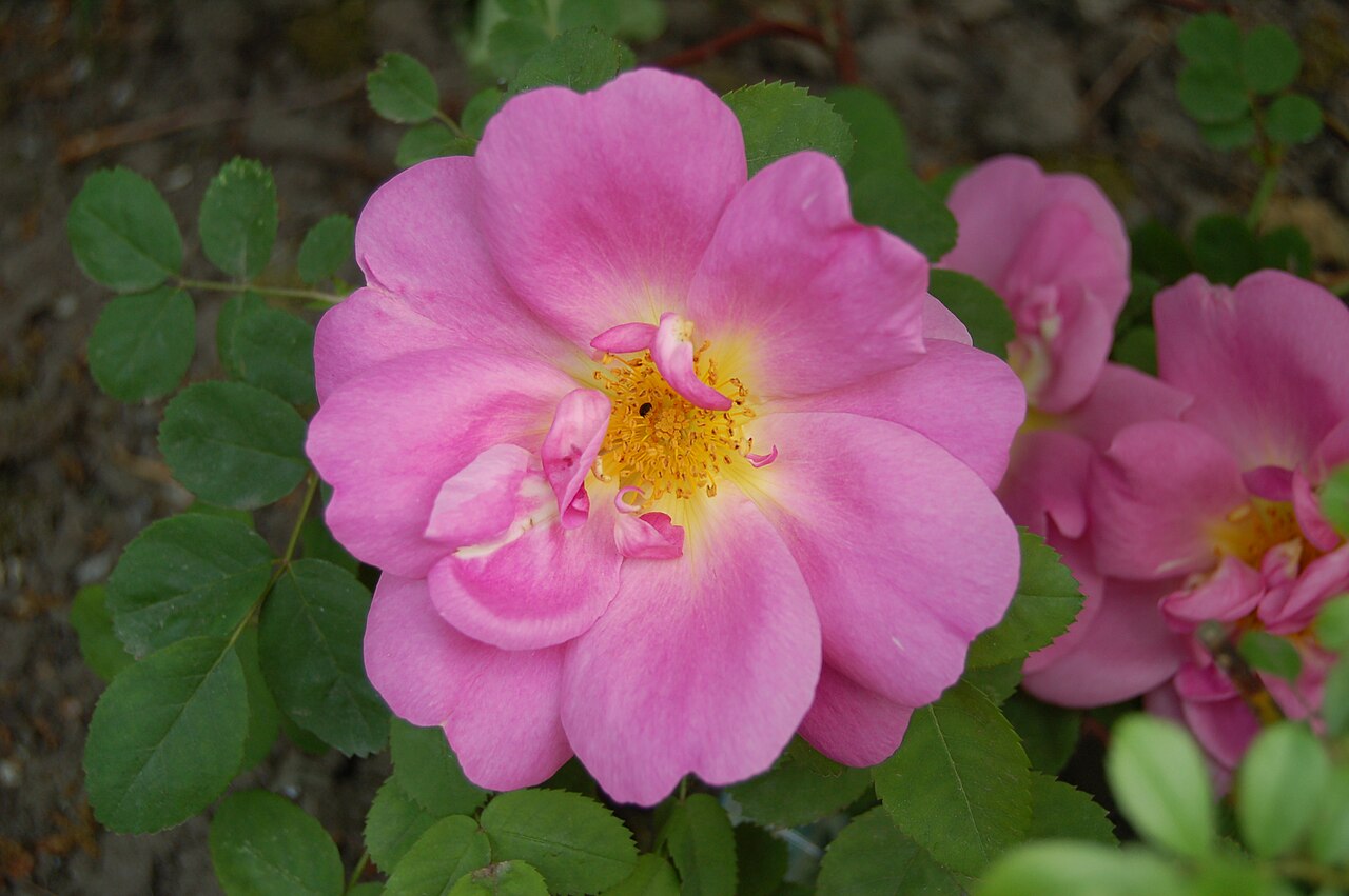 Marguerite Hilling