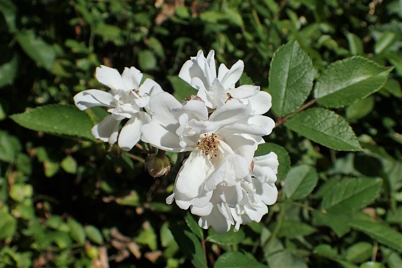 Multiflora nana perpétuelle