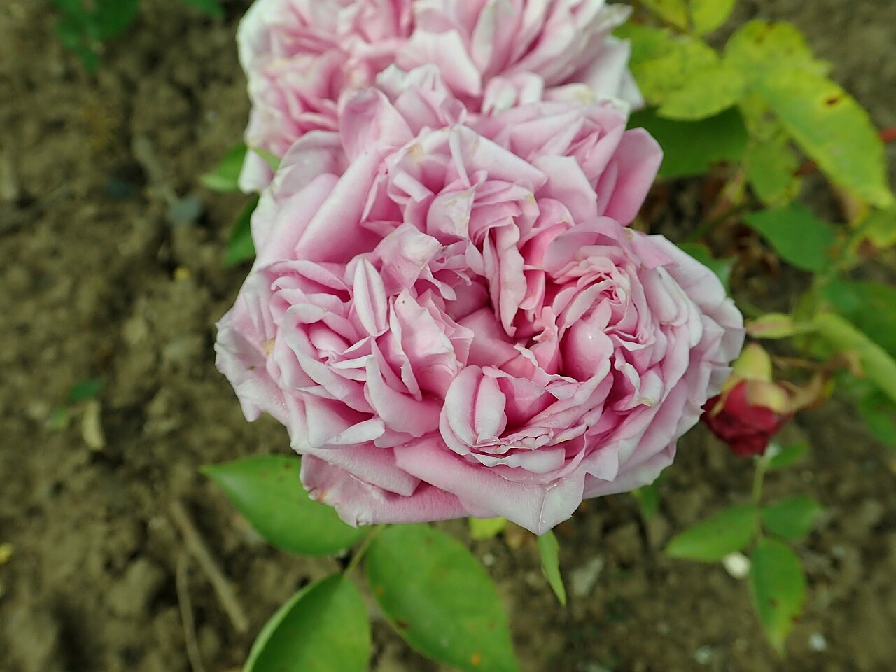 Archiduchesse Elizabeth d'Autriche