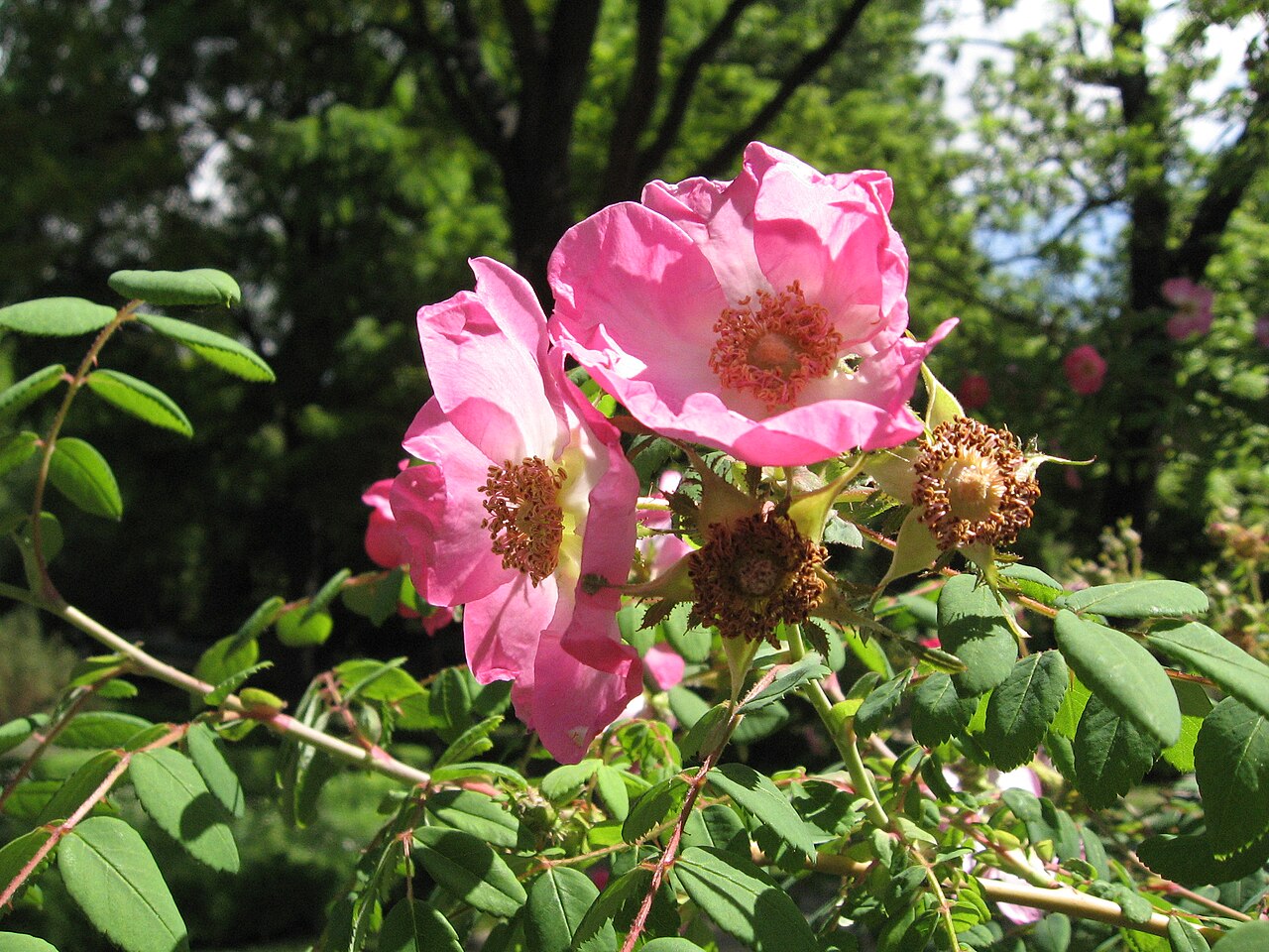 Rosa moyesii 'Sealing Wax'