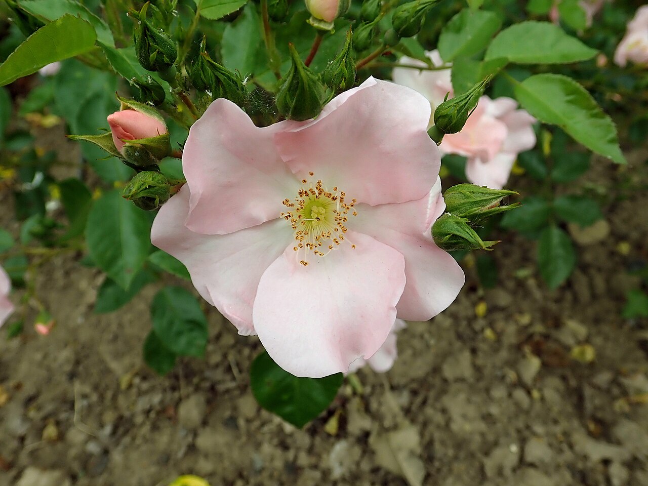 Rosenreigen