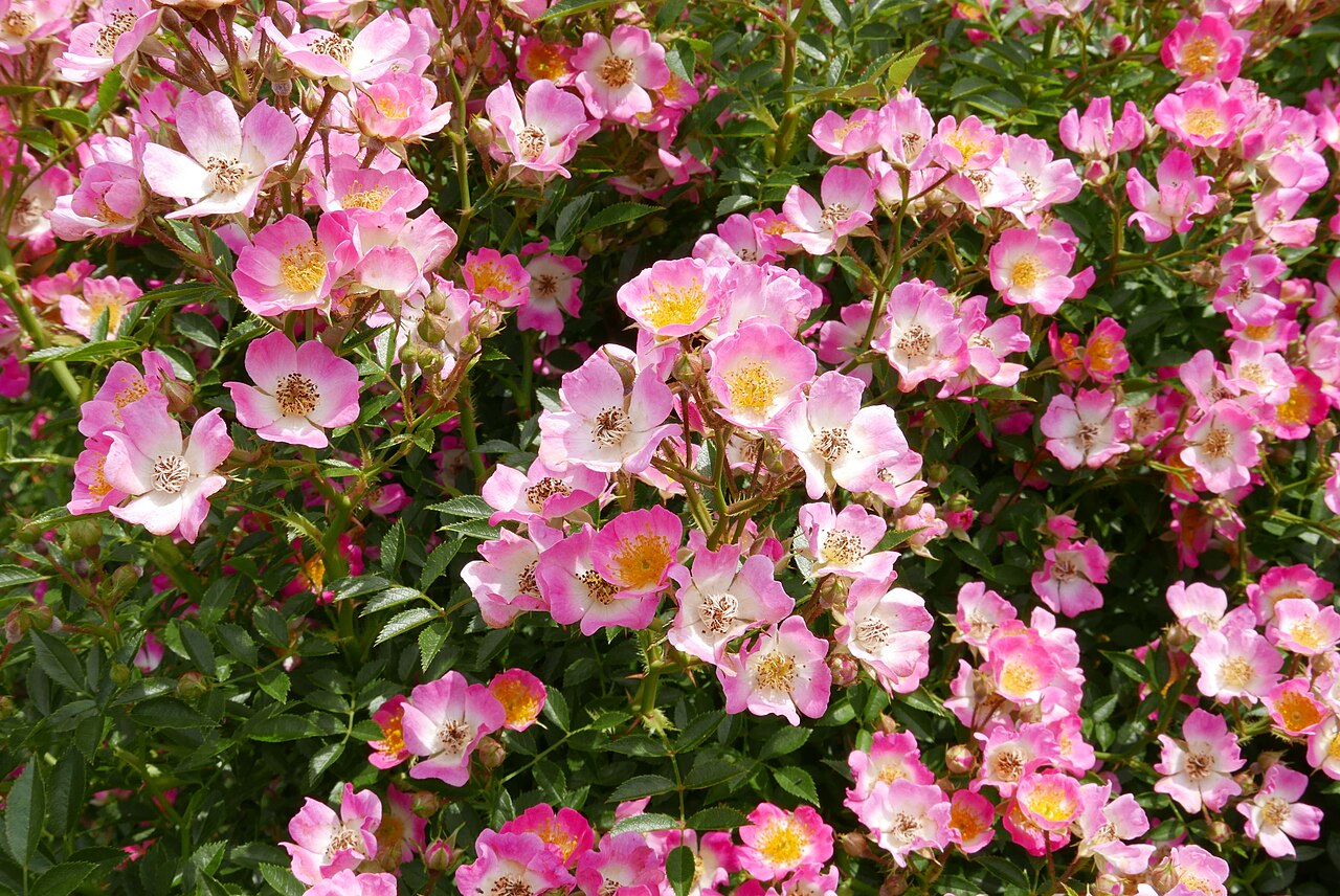 Pink Spray