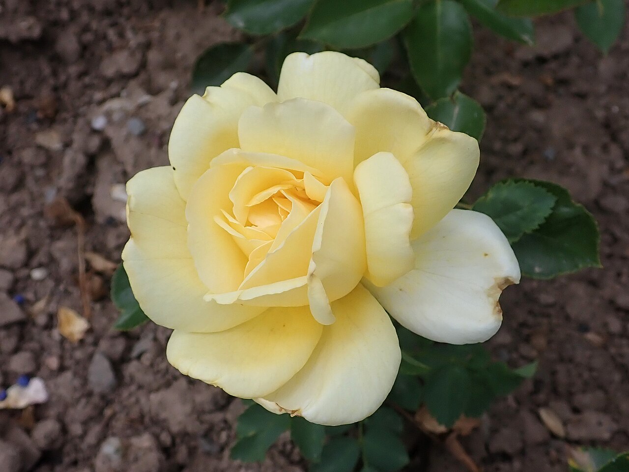C. Chambard
