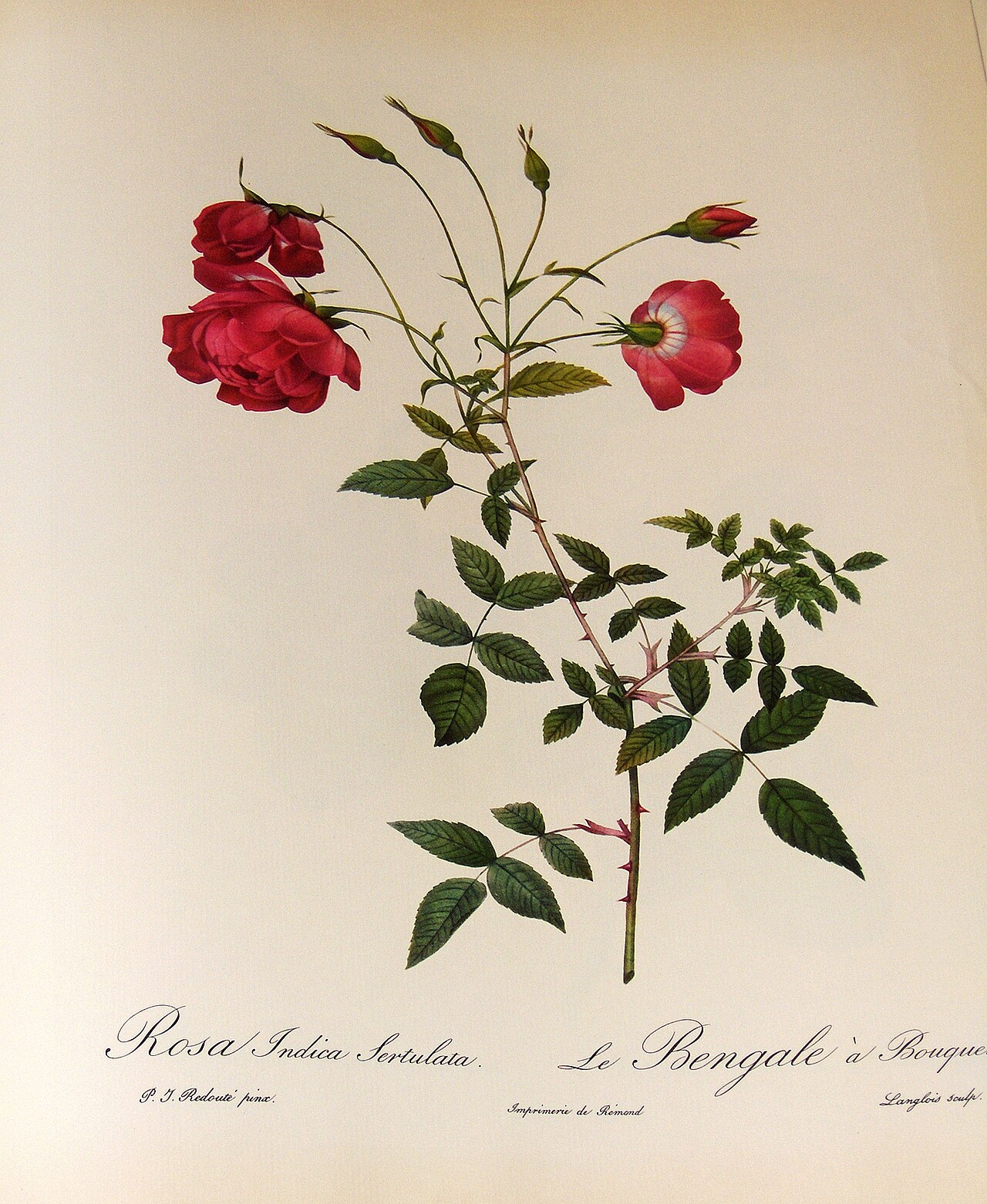 Bengale à bouquets