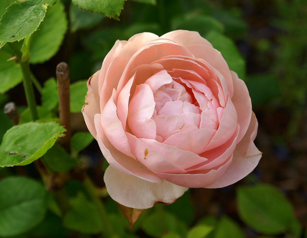 Ambridge Rose