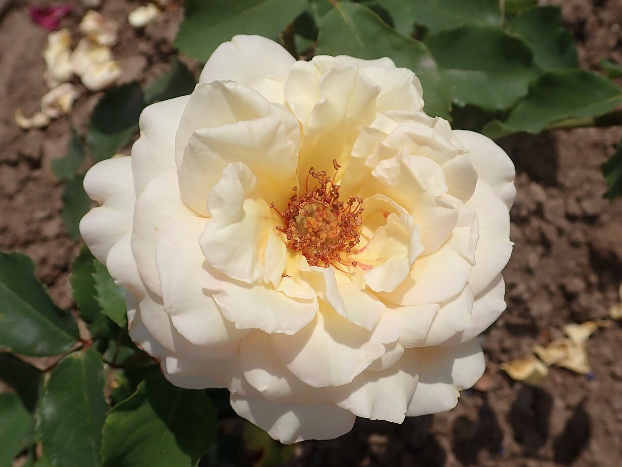 Golden Dawn