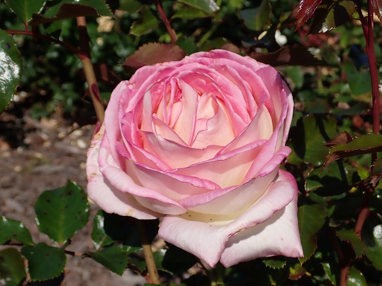 Parfum de Nantes