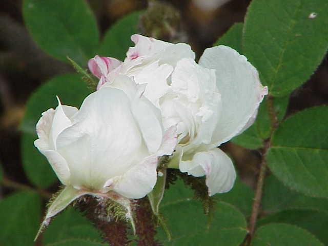 Blanche Moreau
