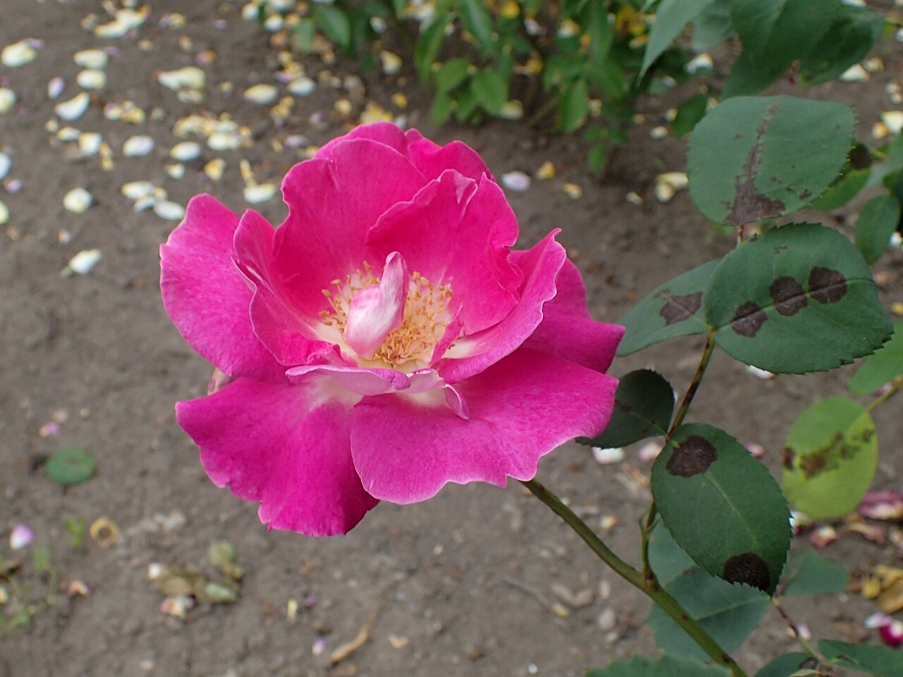 Frühlingszauber