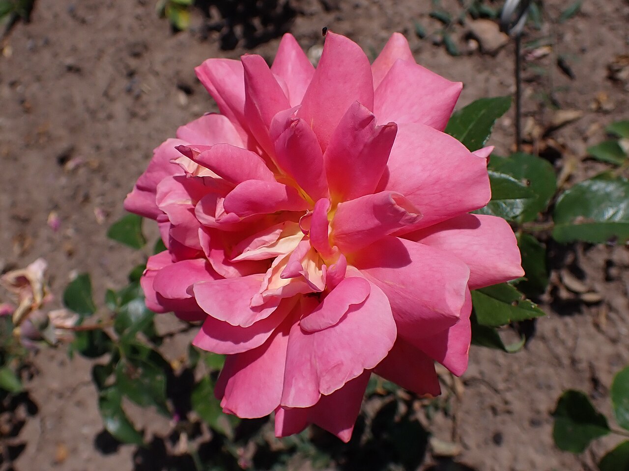 Tzigane