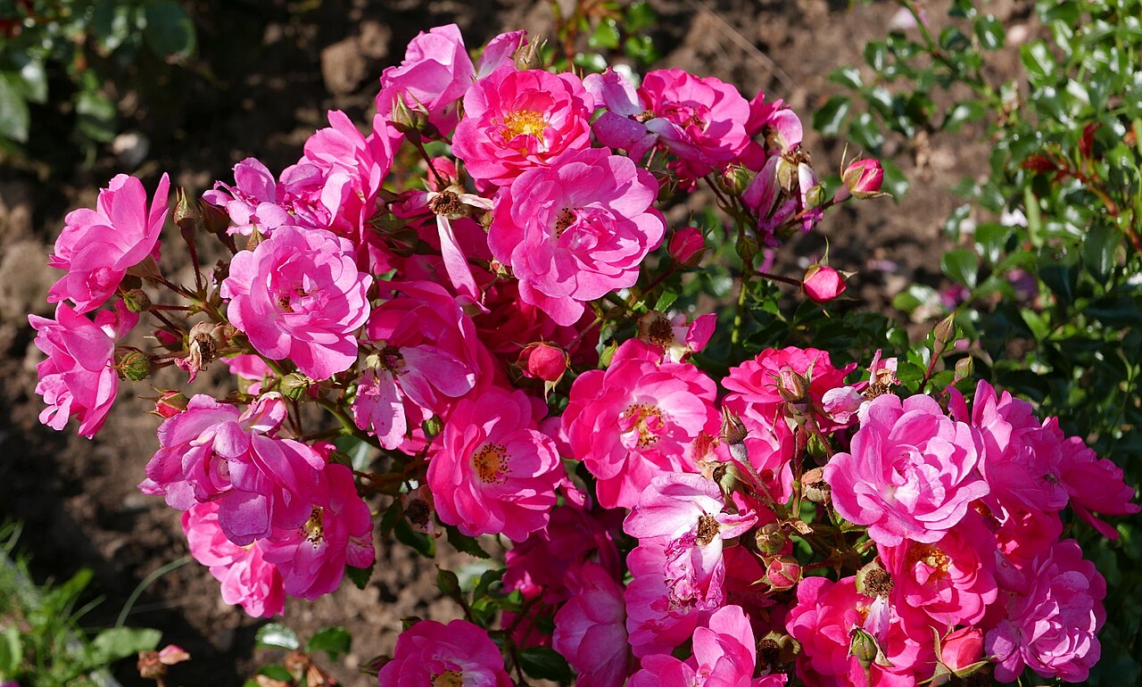 Neon