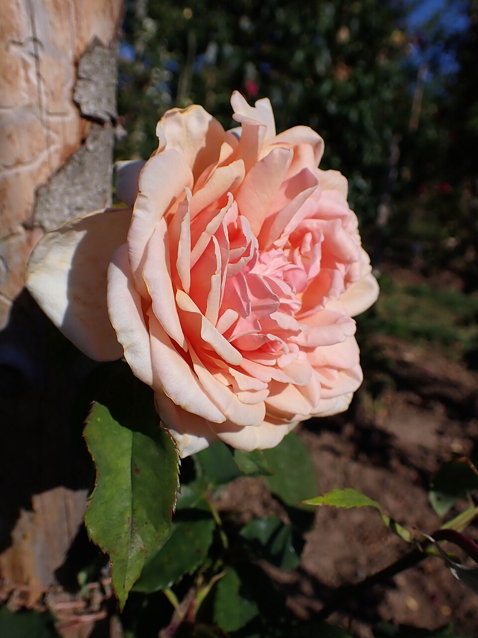 Madame Jules Gravereaux