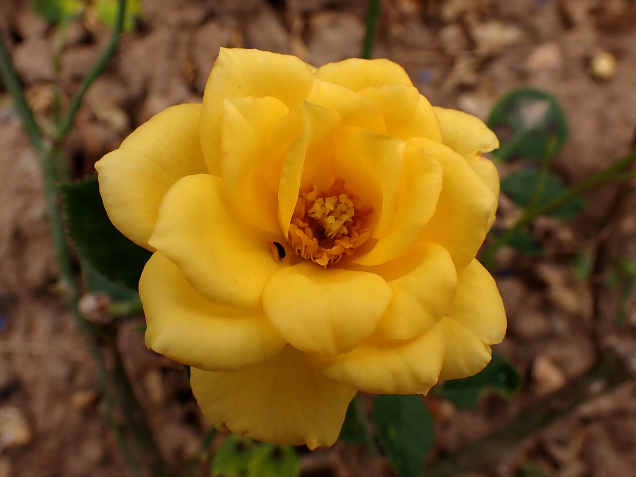 Gioiello
