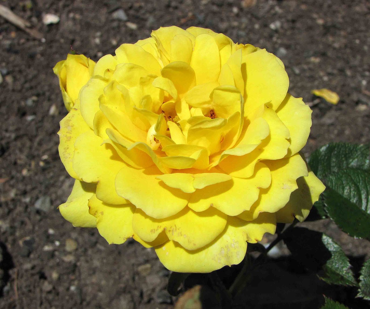 Beehive Gold
