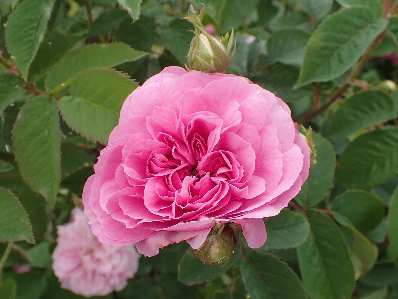 Duc de Bordeaux