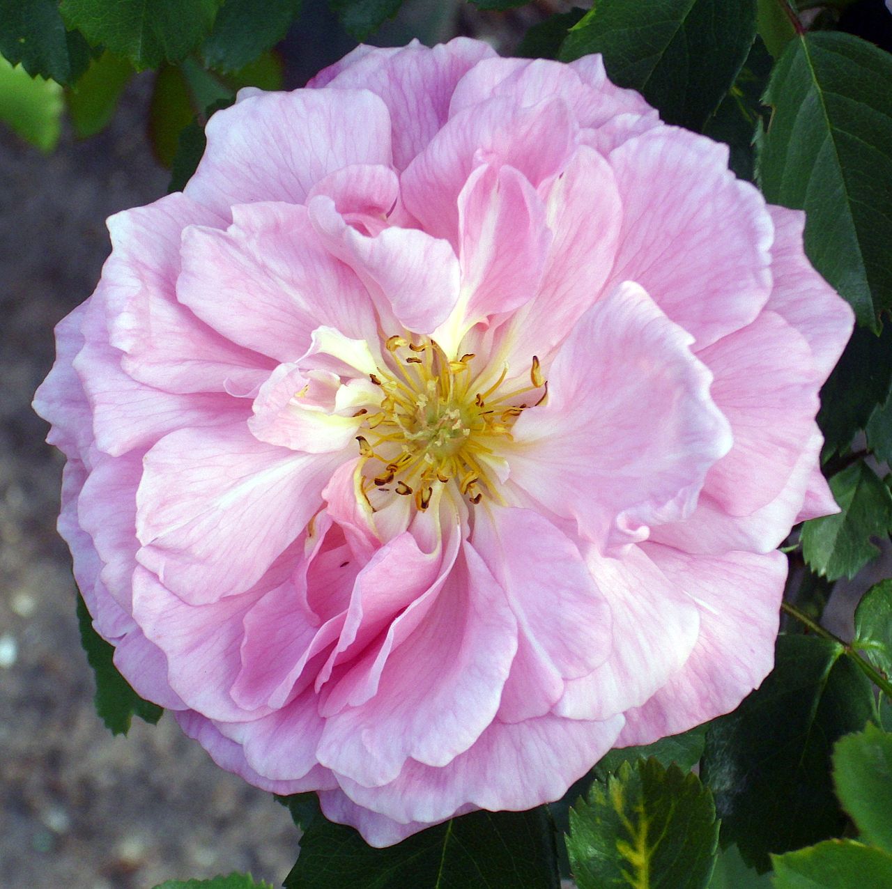 Windermere rose