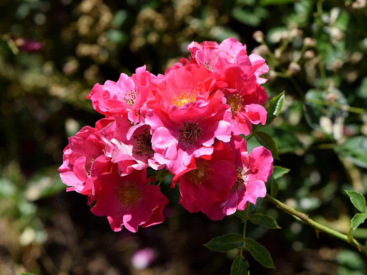 Rose Cascade