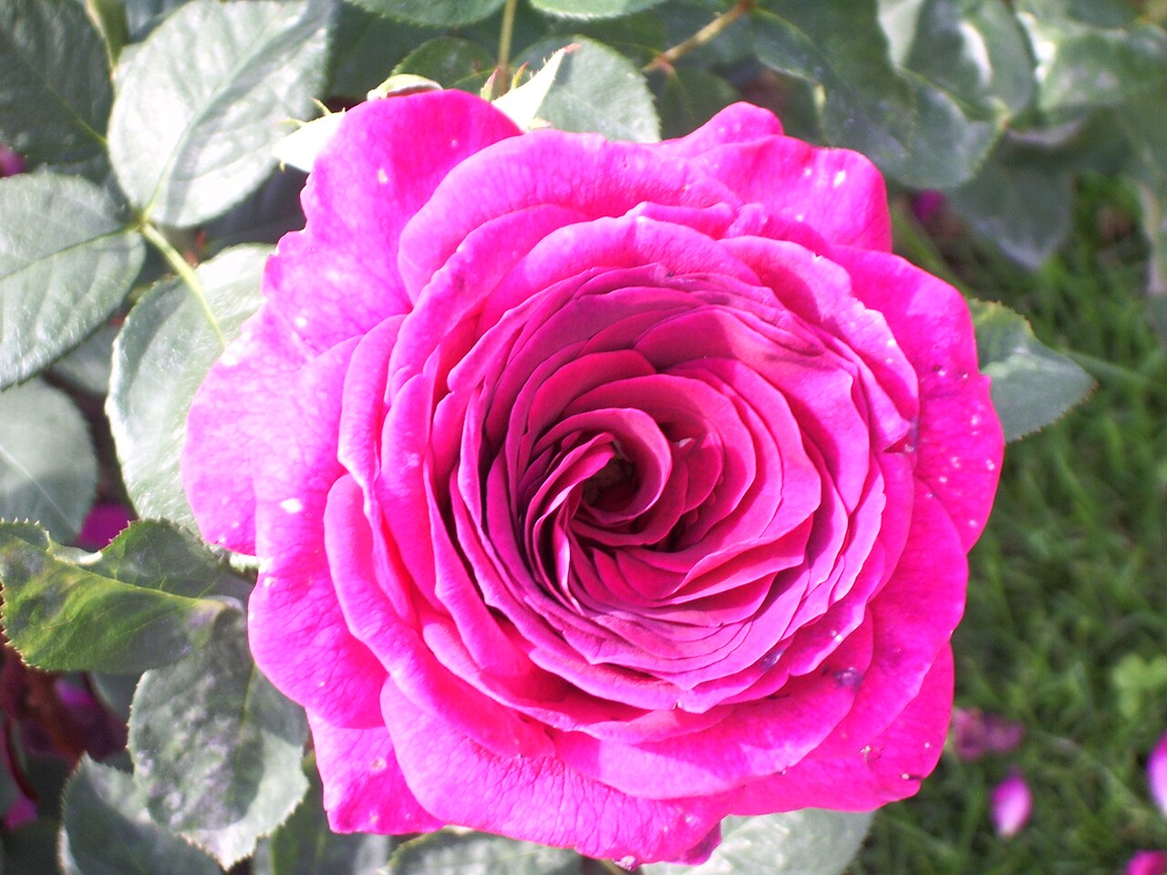 Big Purple