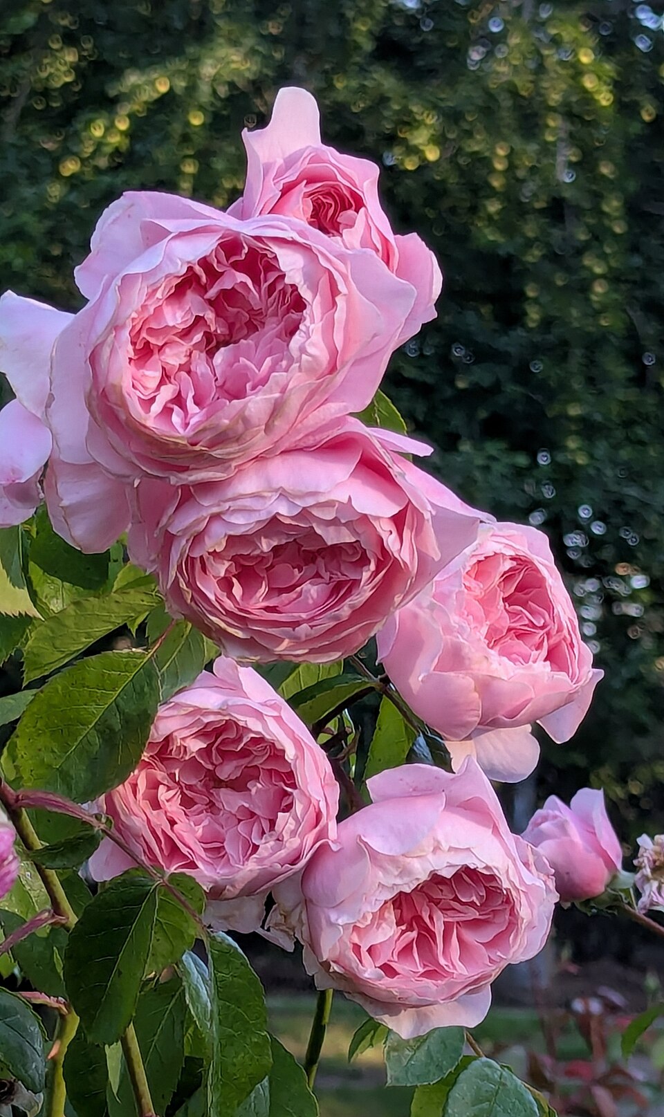 Wisley