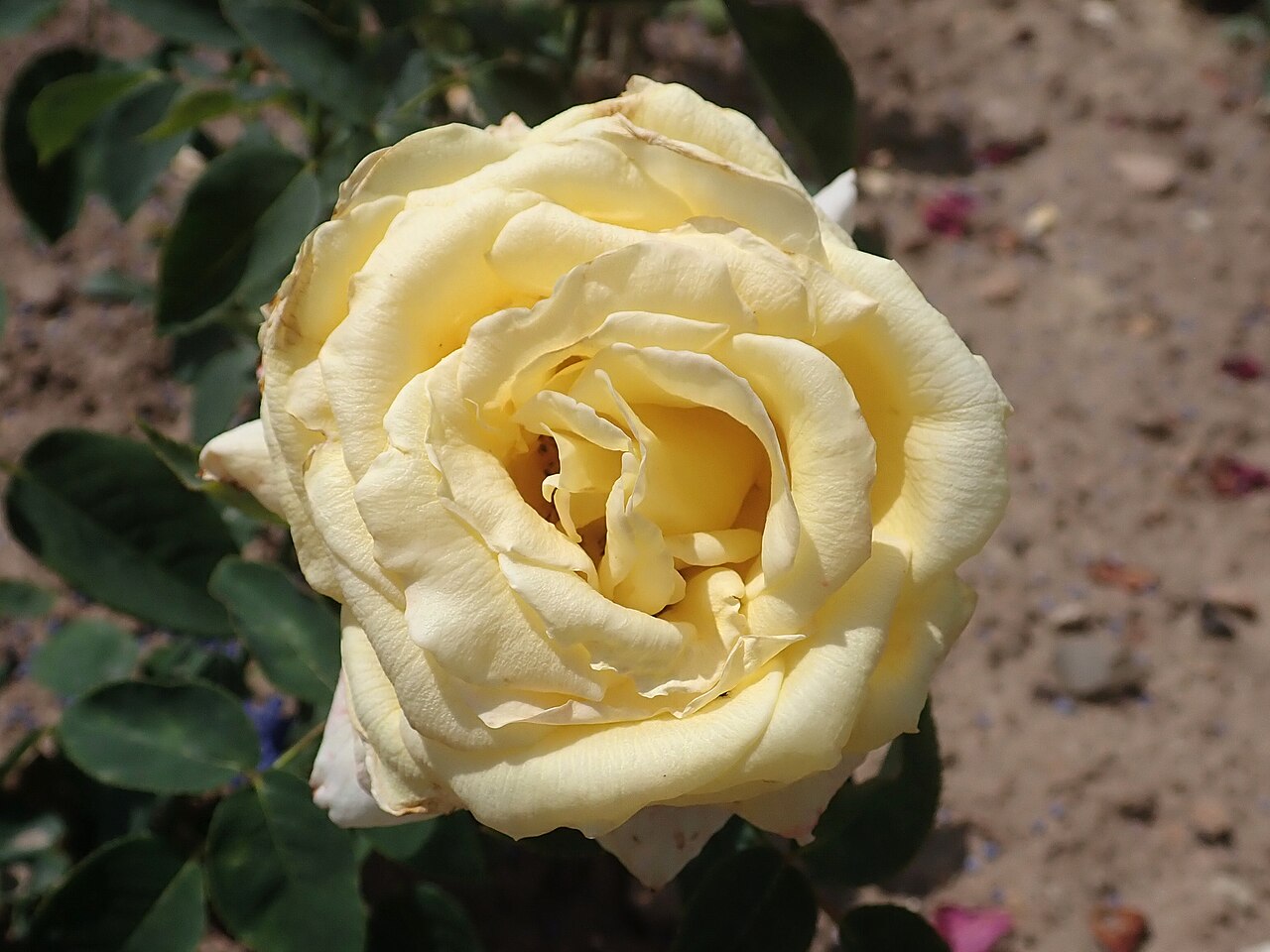 Buttercream