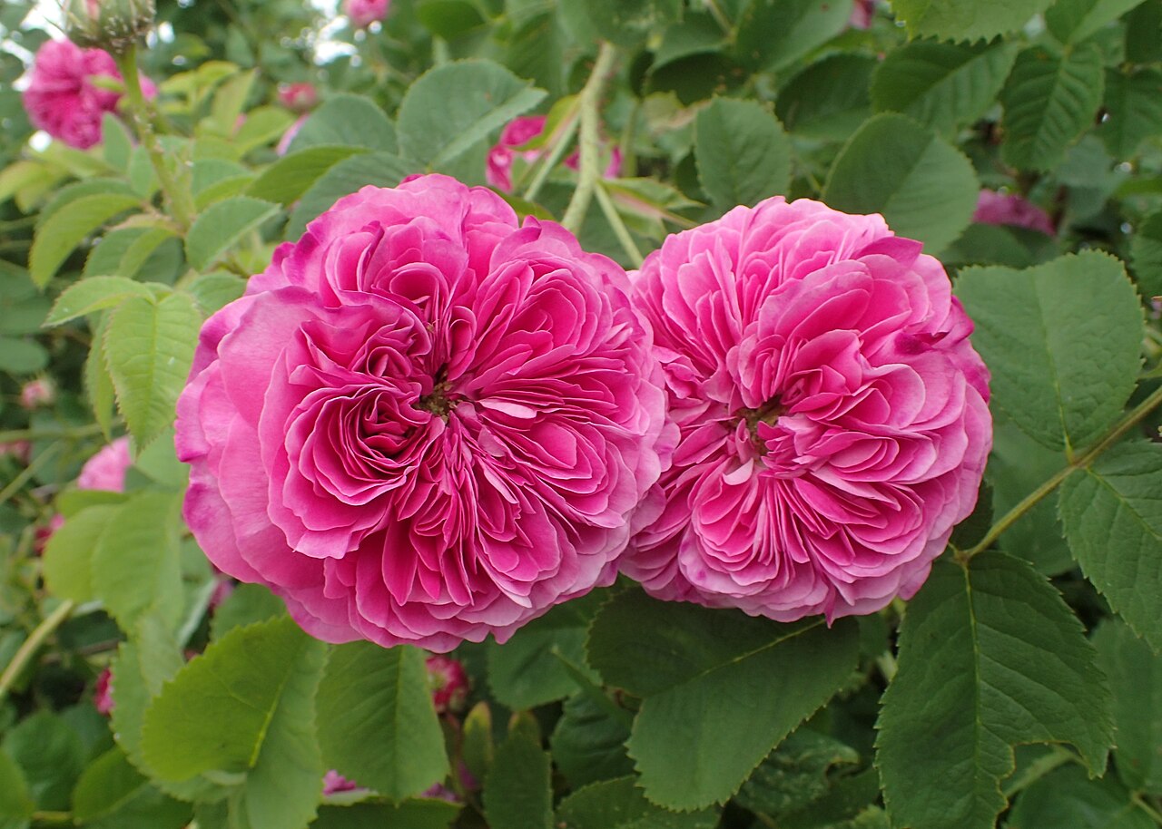 Belle Herminie