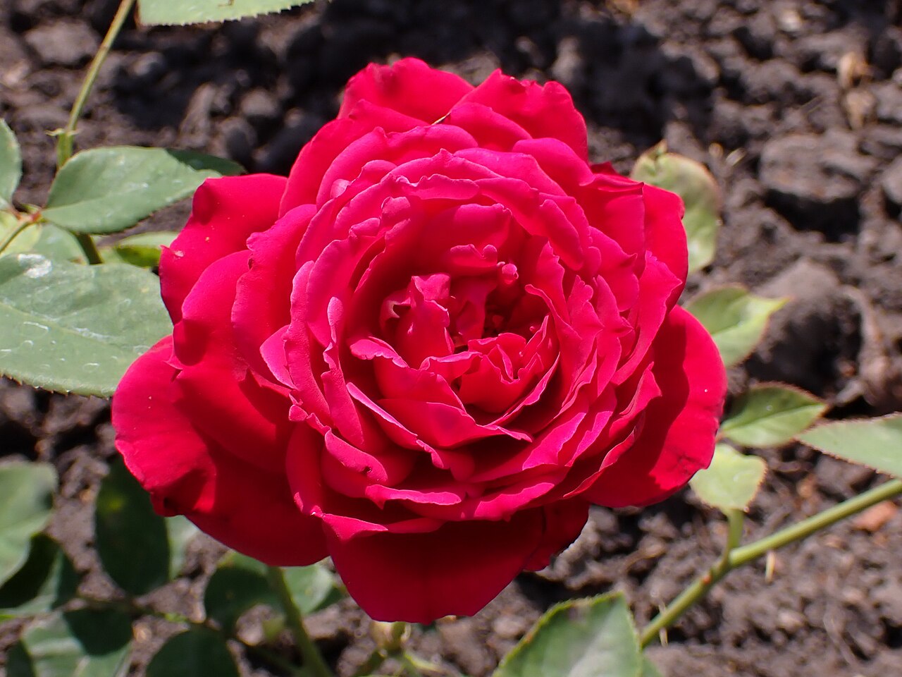 Konrad Adenauer