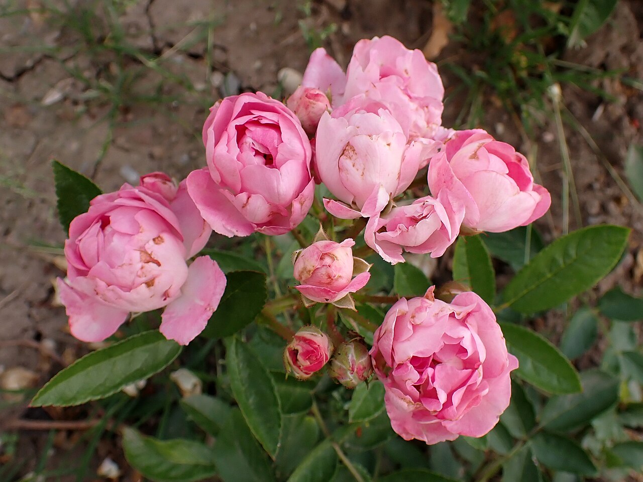 Louise Walter