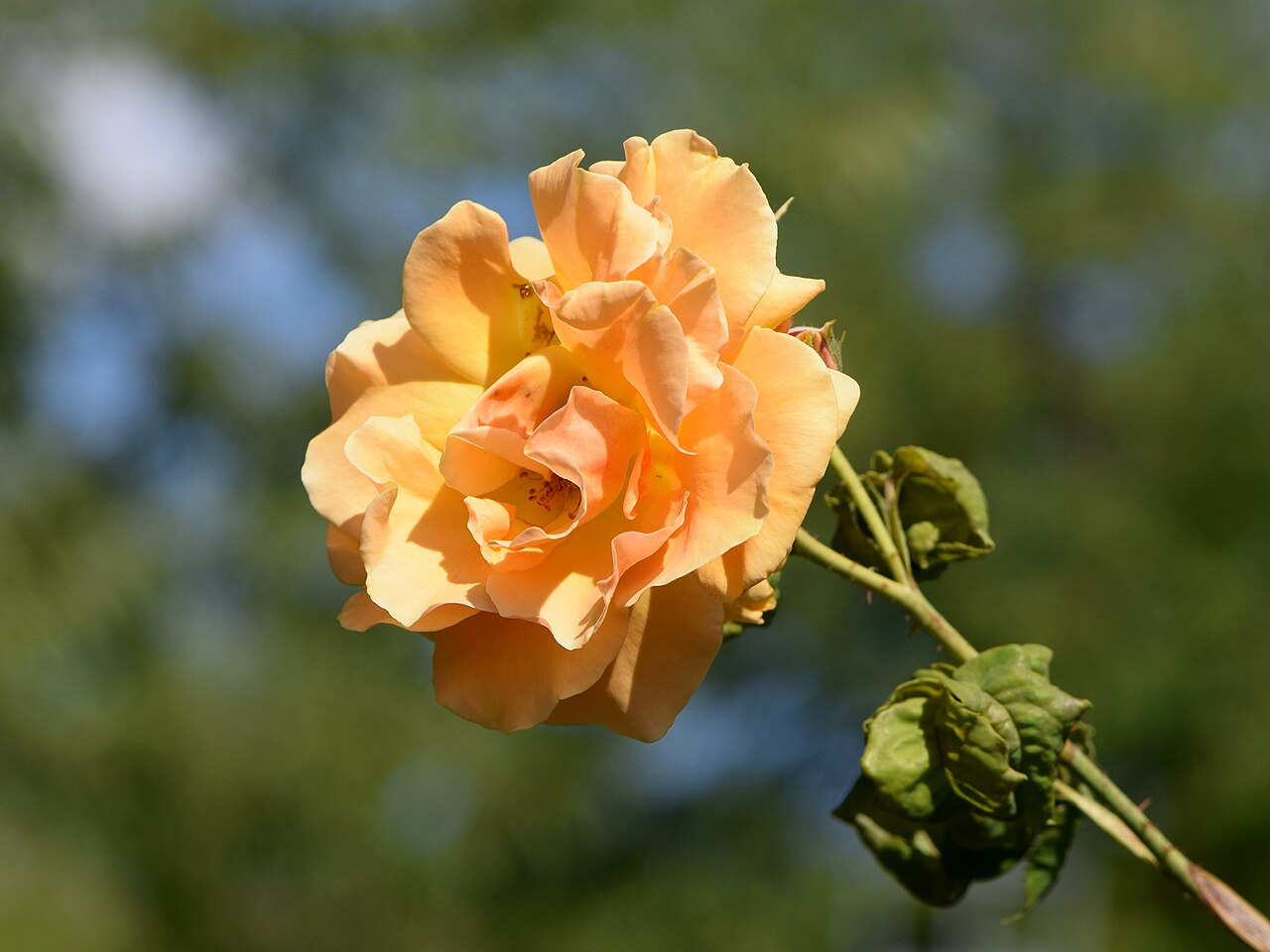 Golden Olymp