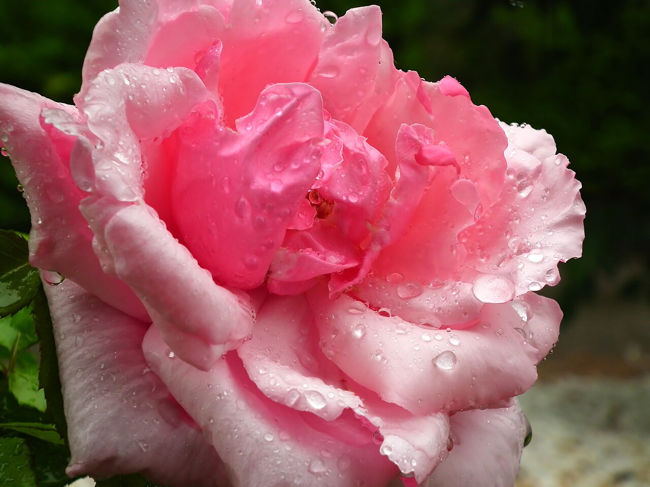 Duchesse d'Albe