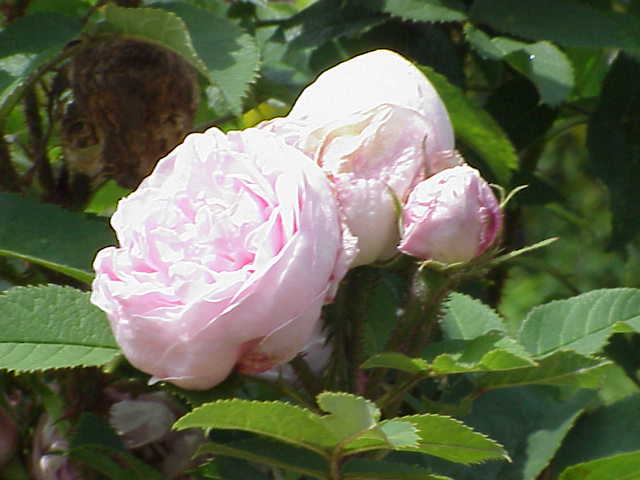 Madame Edouard Ory
