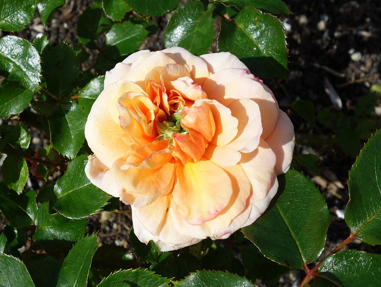Scent to Remember