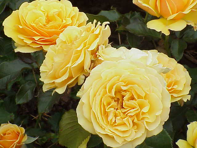 Amber Queen