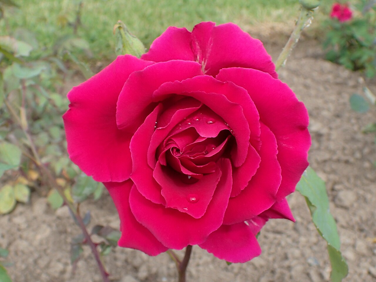 National Flower Guild