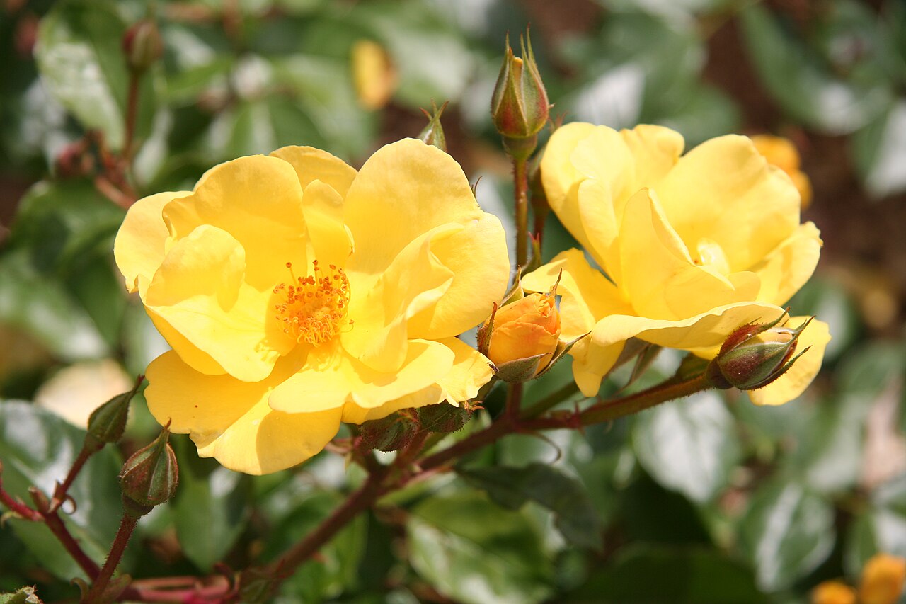 Yellow Fleurette