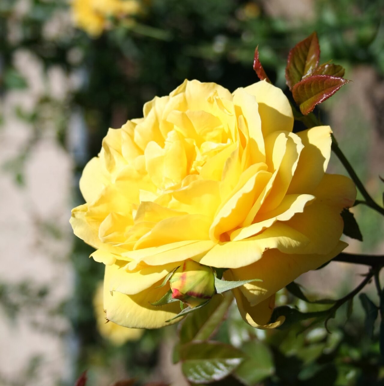 Lucinde