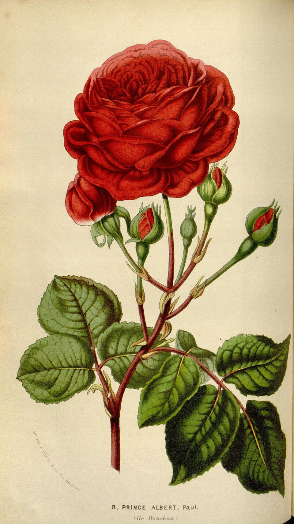Prince Albert