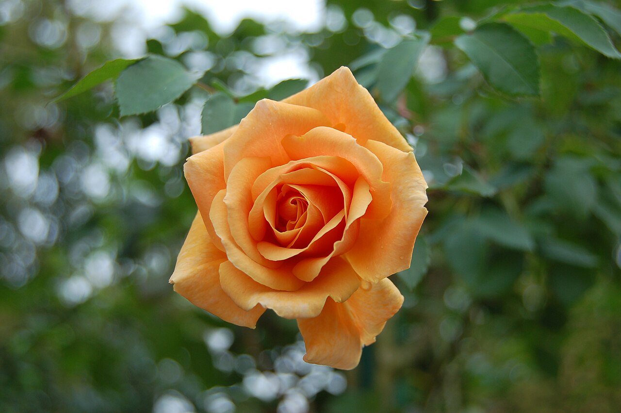 Orange Everglow