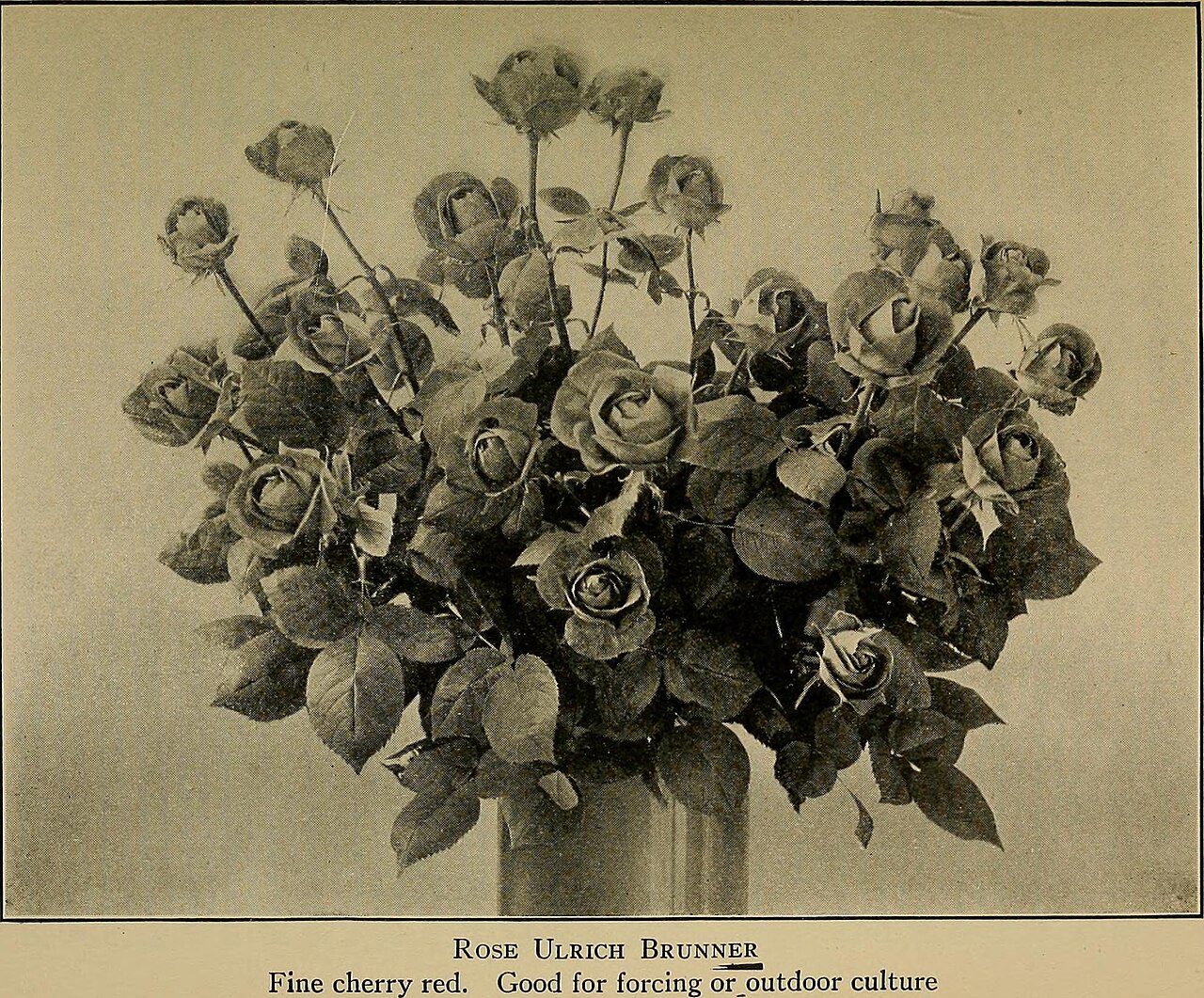 Ulrich Brunner Fils