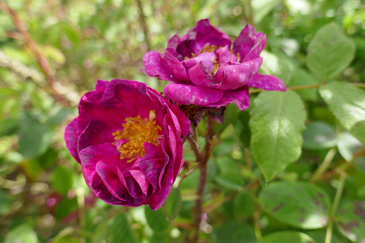Crimson Globe