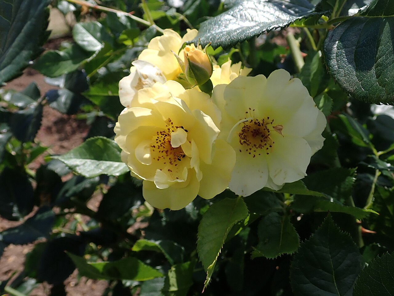 David Rockefeller's Golden Sparrow