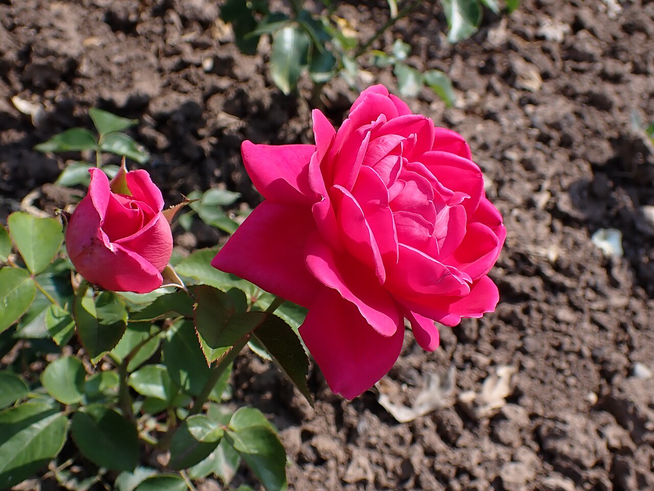 Gartendirektor Nose