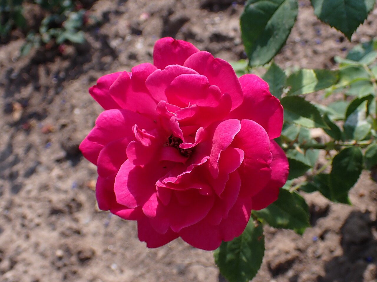 Althea