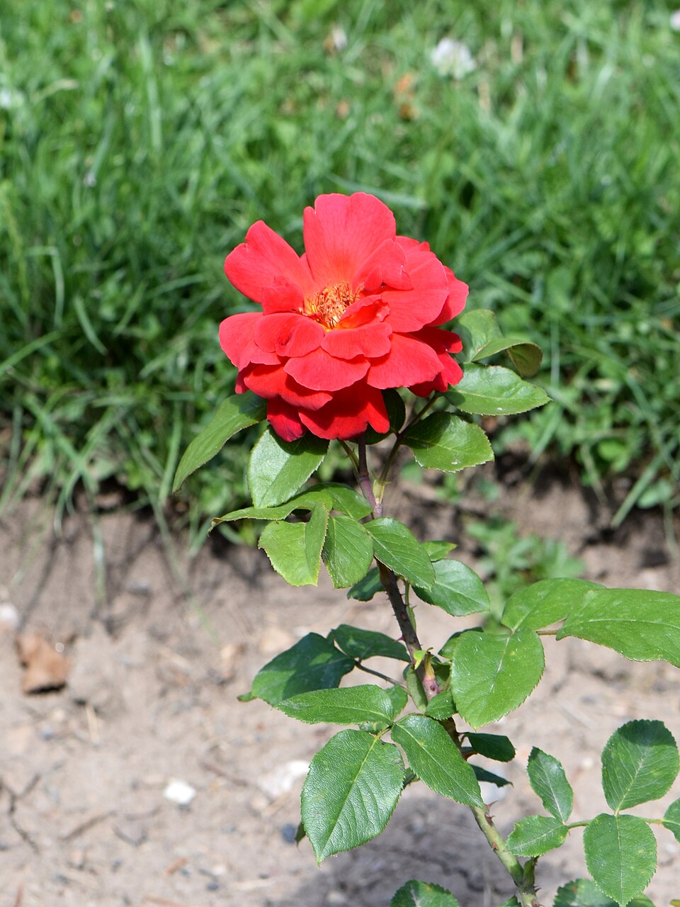 Miss Universe