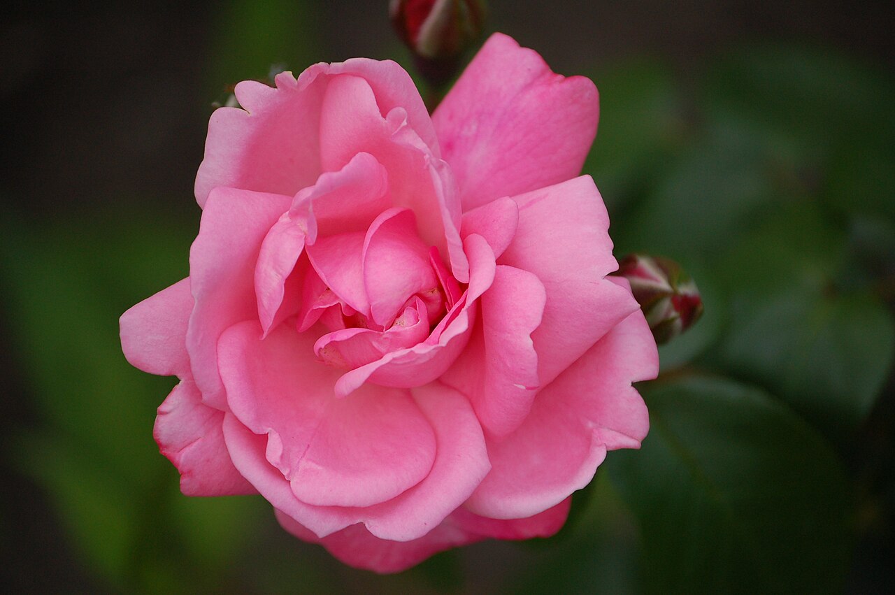 Georgette
