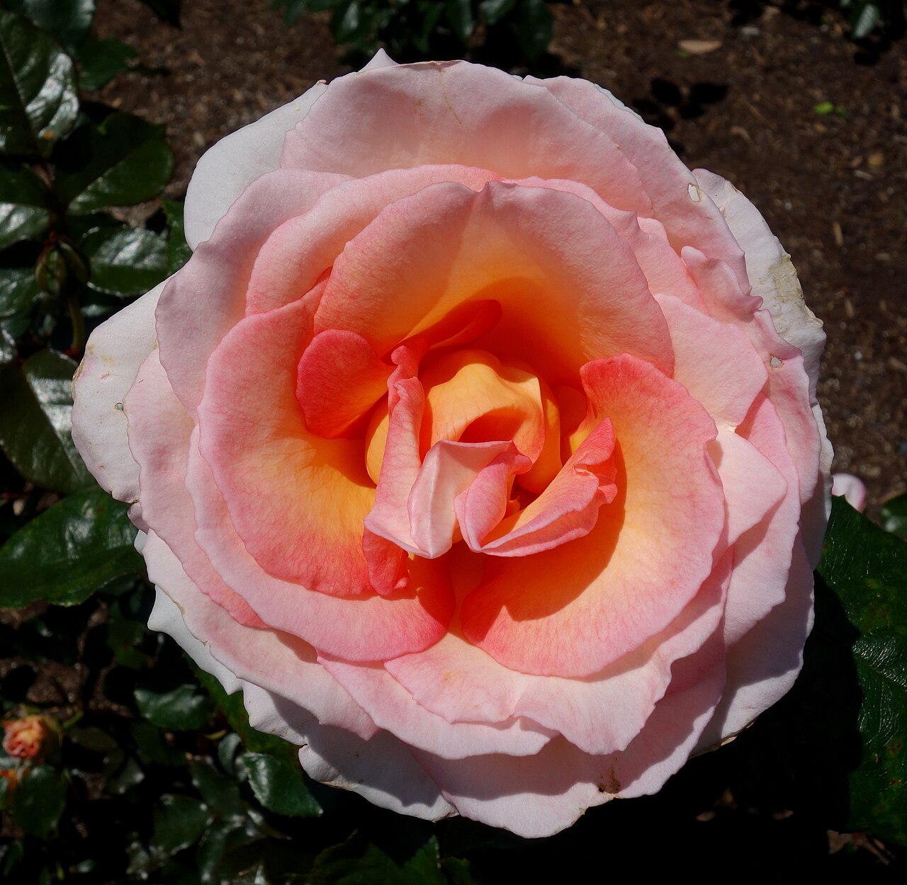 Hamilton Gardens