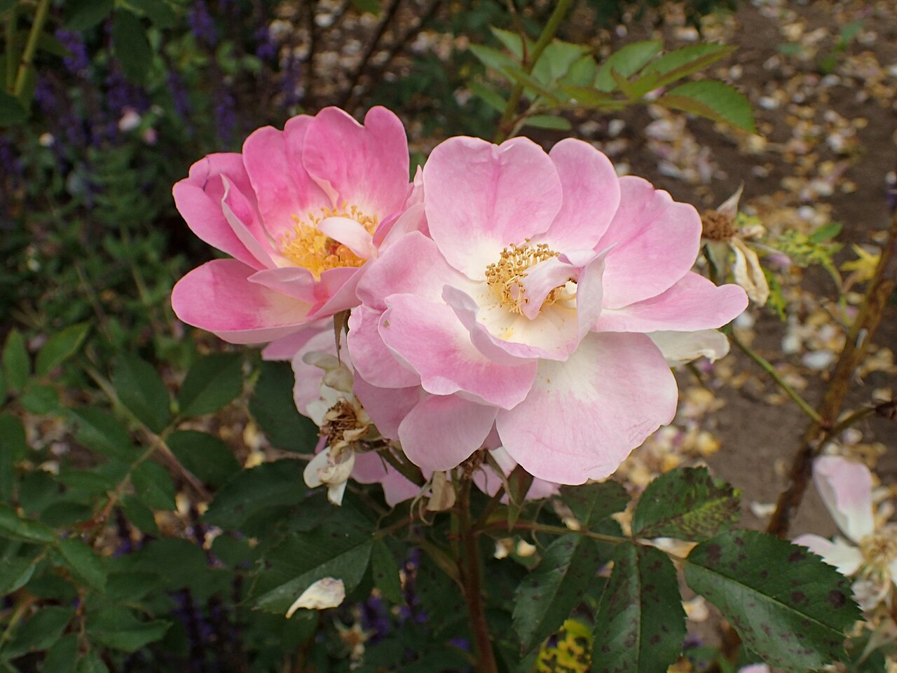 Rhodophile Gravereaux