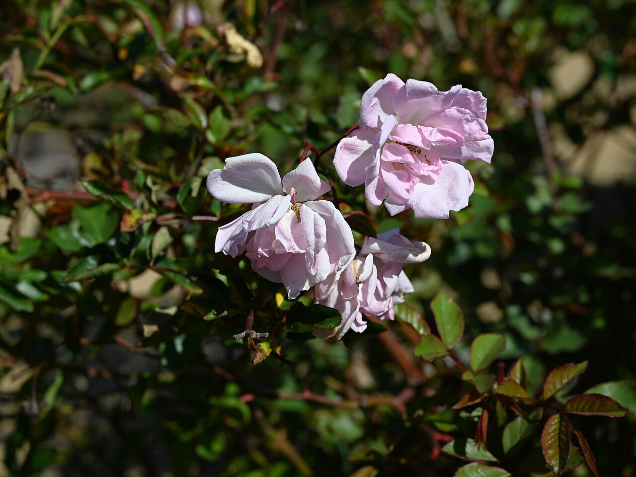 Marie Daly