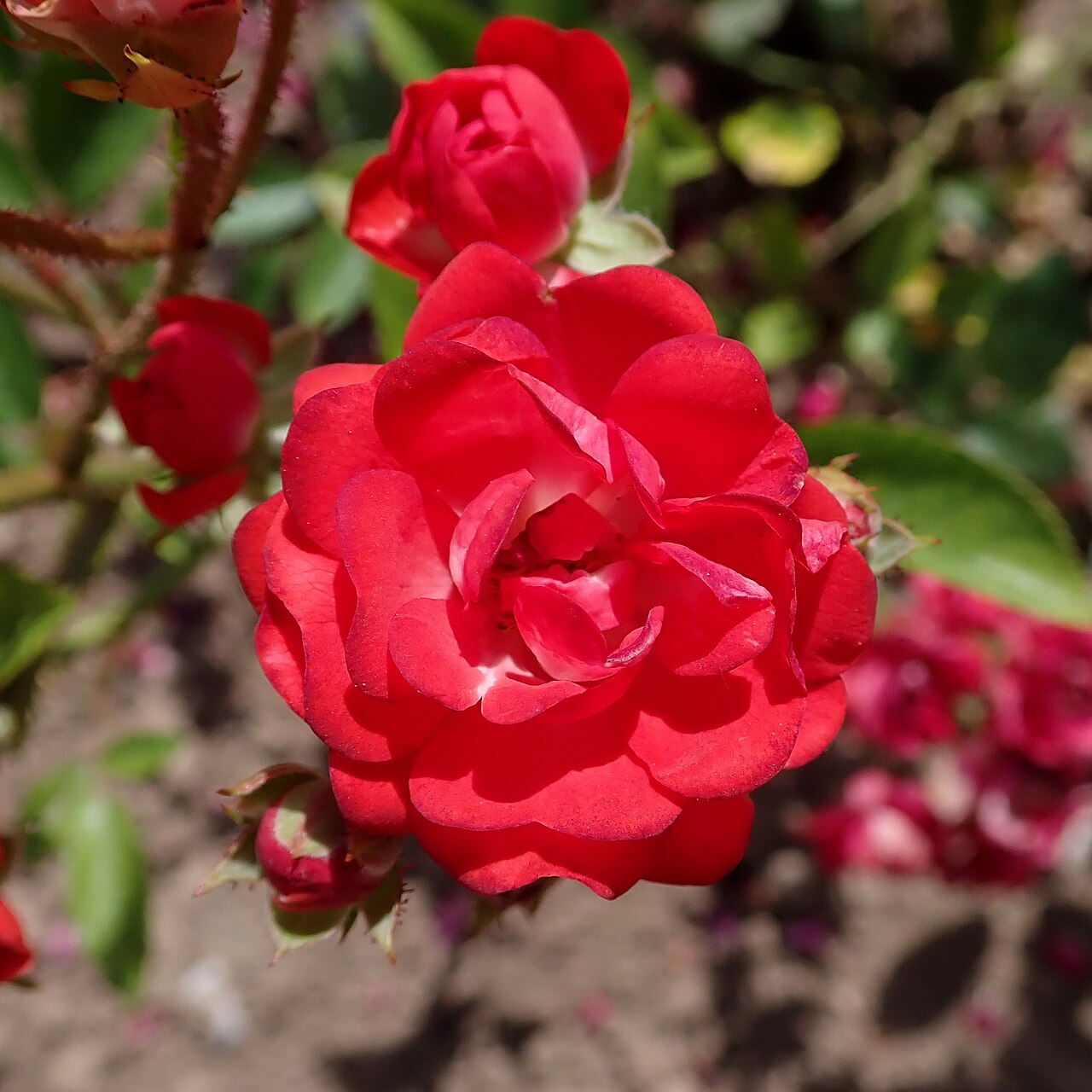 Ruby