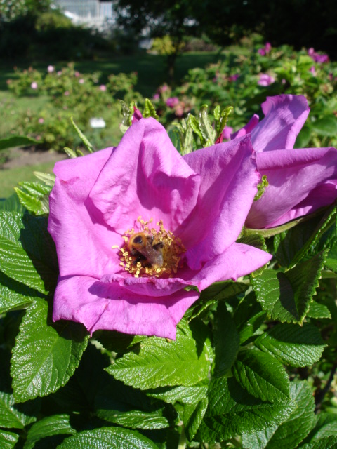 Rugosa Superba